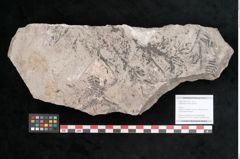 Foto (Objekt + Etikett) von Sohizopteris lactuca Sternbg. (NHMW-GEO-2024-0188-10789)